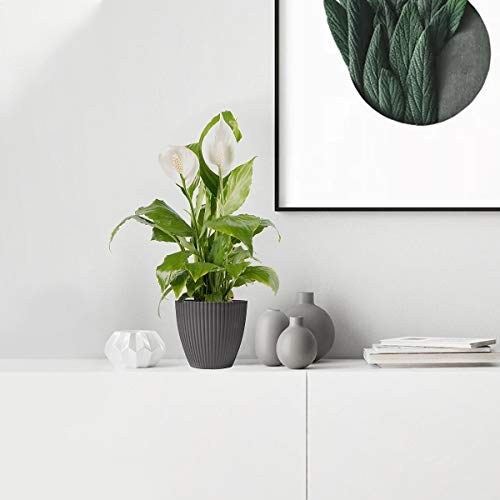 6 Inch Plastic Planters Indoor Set of 5 Flower Plant Pots Modern D...