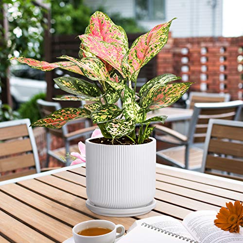 Ceramic Plant Pots with Drainage Holes and Saucers, 5 Inch Flower ...