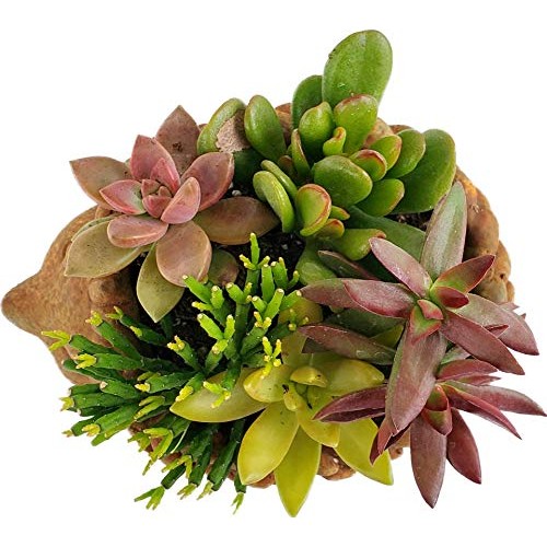 Glicks Greenhouse Live Succulent Planter DIY Kit Cement Animal Po...