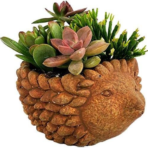 Glicks Greenhouse Live Succulent Planter DIY Kit Cement Animal Po...