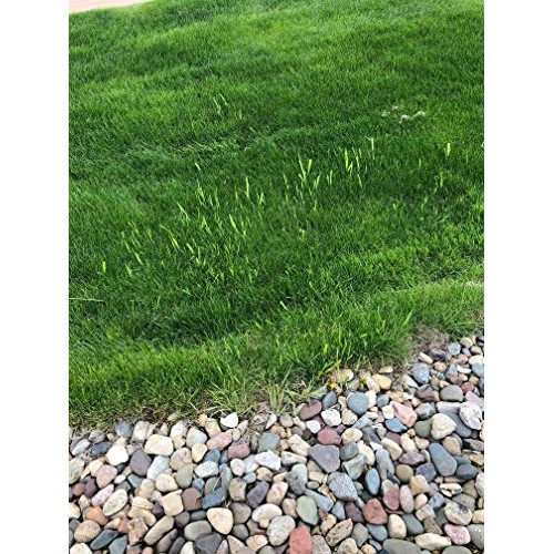 Keyfit Tools AccuTip Weed Killer 4 Pack Fits On Lawn/Garden Pump...