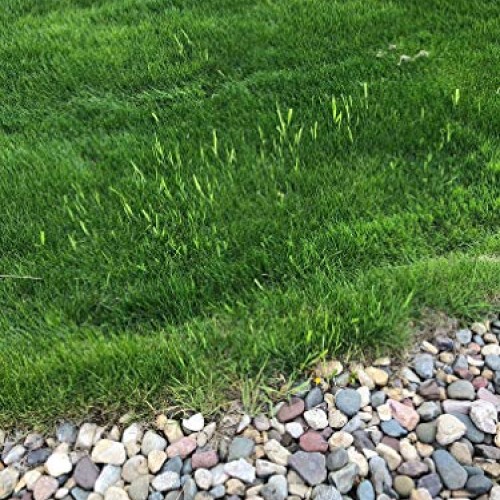 Keyfit Tools AccuTip Weed Killer 4 Pack Fits On Lawn/Garden Pump...
