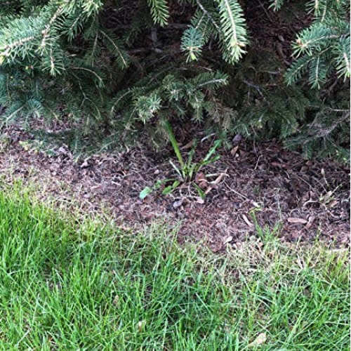 Keyfit Tools AccuTip Weed Killer 4 Pack Fits On Lawn/Garden Pump...