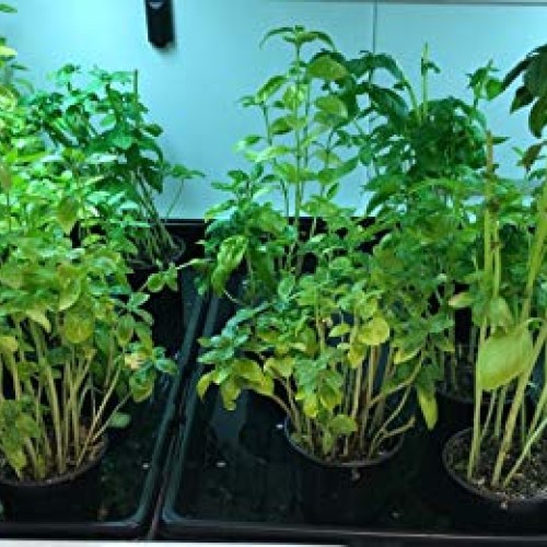 King Creek Farms 1020 Plant Trays for Seedlings, Microgreens, Whea...