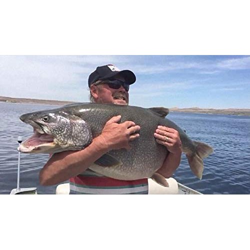 kingforest 10pcs Fishing Lures Spinnerbait for Bass Trout Salmon W...