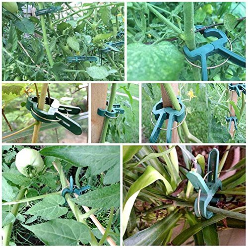 60 Pcs Plant Support Clips,Flower and Vine Clips,Garden Tomato Pla...
