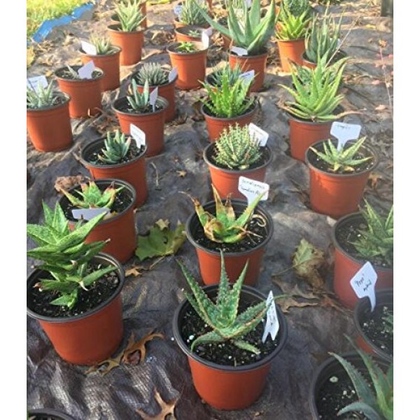 KINGLAKE 100 Pcs 6 x10cm Plastic Plant T-Type Tags Nursery Garden ...