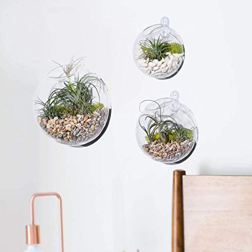 Set of 3 Wall Hanging Terrariums Indoor Plants Holders Wall Glass ...