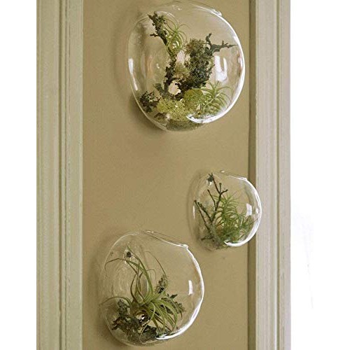 Set of 3 Wall Hanging Terrariums Indoor Plants Holders Wall Glass ...
