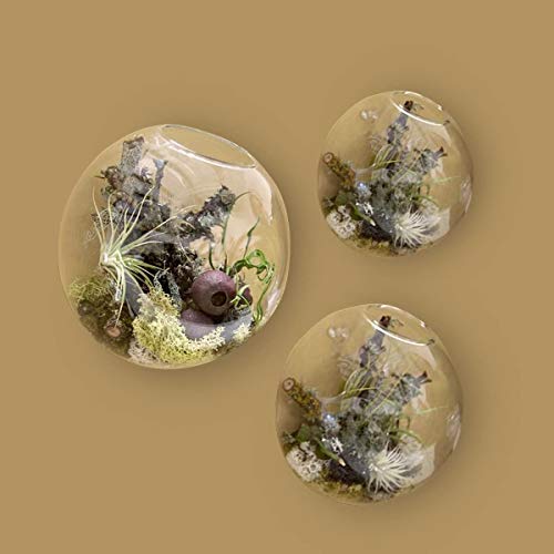Set of 3 Wall Hanging Terrariums Indoor Plants Holders Wall Glass ...