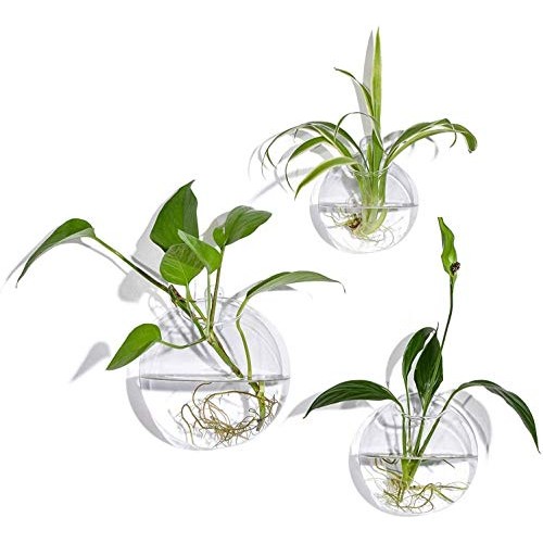 Set of 3 Wall Hanging Terrariums Indoor Plants Holders Wall Glass ...