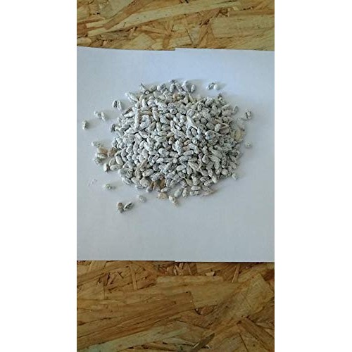 Choiromyces venosus White Truffle Mushroom Dry Grain Mycelium 30 gr