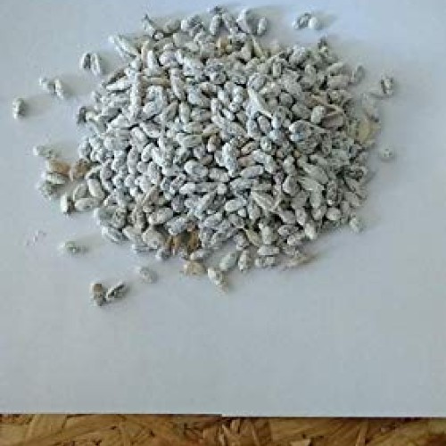 Choiromyces venosus White Truffle Mushroom Dry Grain Mycelium 30 gr