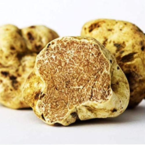 Choiromyces venosus White Truffle Mushroom Dry Grain Mycelium 30 gr