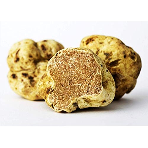 Choiromyces venosus White Truffle Mushroom Dry Grain Mycelium 30 gr