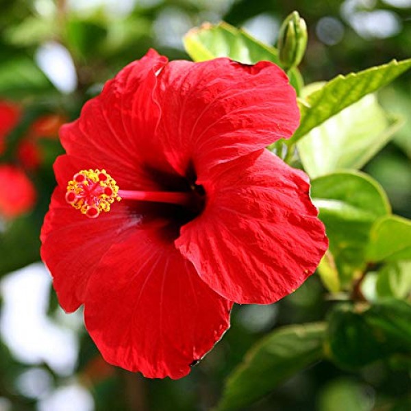 Hibiscus Hybrida Red Flower Seeds 20+ Rose Organic Easy to Grow Se...
