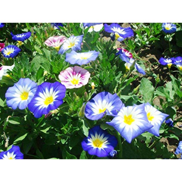 Morning Glory Blooming Seeds 30+ Mixed Organic Colorful Moonflower...