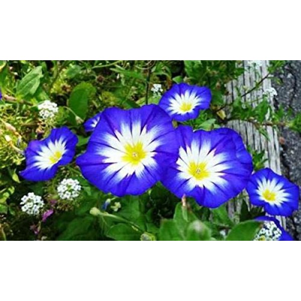 Morning Glory Blooming Seeds 30+ Mixed Organic Colorful Moonflower...