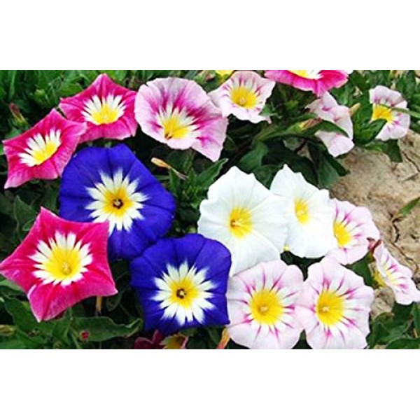 Morning Glory Blooming Seeds 30+ Mixed Organic Colorful Moonflower...