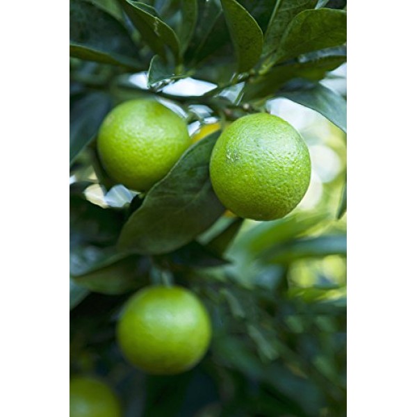 Green Lemon Seeds Organic Lemon Fruit Tree 20 Seeds for Planting Indoor/Outdoor