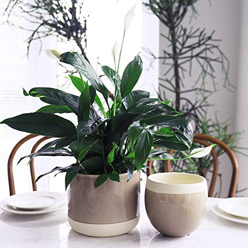 Ceramic Flower Plant Pots - 6.5 + 4.9 Inch Indoor Planters, Plant ...
