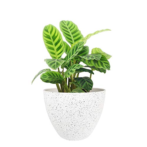 Flower Pots Outdoor Indoor Garden Planters,Plant Pots Containers w...