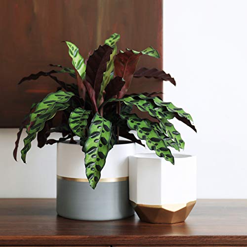 White Ceramic Flower Pot Garden Planters 6.7 + 5.4 Inch Indoor, Pl...
