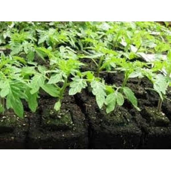 Genuine Ladbrooke 5-Pc.Essentials Soil Blocker “Nesting System Inc...