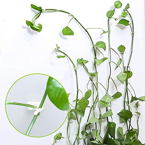 Lasyman 110PCS Plant Climbing Wall Fixture Clips-Plant Clips for V...