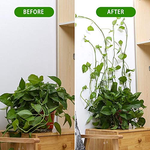 Lasyman 110PCS Plant Climbing Wall Fixture Clips-Plant Clips for V...