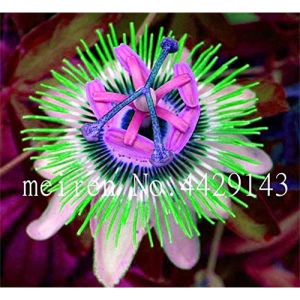 100 pcs/Pack Passion Flower Flores Vine Fruit Passiflora Seeds Pla...
