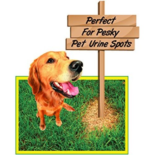 Lawnlift Pre-Mixed Grass Paint 32 Ounce Ready to Spray, No Mixing,...