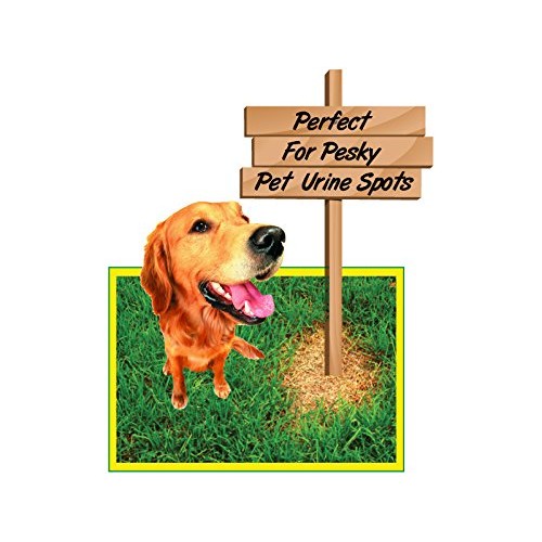 Lawnlift Pre-Mixed Grass Paint 32 Ounce Ready to Spray, No Mixing,...
