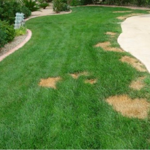 Lawnlift Pre-Mixed Grass Paint 32 Ounce Ready to Spray, No Mixing,...