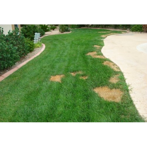 Lawnlift Pre-Mixed Grass Paint 32 Ounce Ready to Spray, No Mixing,...