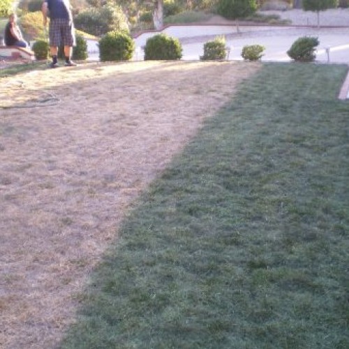 Lawnlift Pre-Mixed Grass Paint 32 Ounce Ready to Spray, No Mixing,...