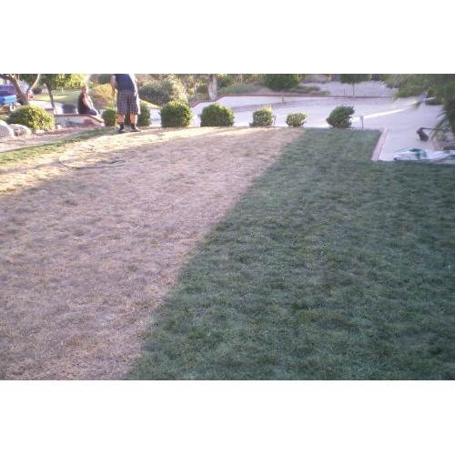 Lawnlift Pre-Mixed Grass Paint 32 Ounce Ready to Spray, No Mixing,...