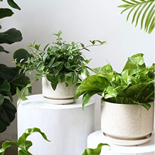 LE TAUCI 4.5 & 5.3 & 6.5 Plant Pots with Drainage Holes and Sau...