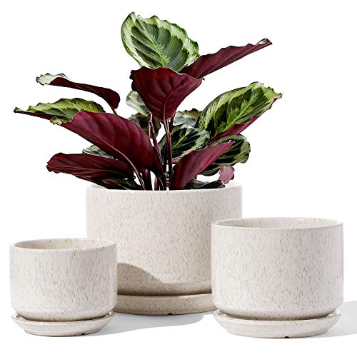 LE TAUCI 4.5 & 5.3 & 6.5 Plant Pots with Drainage Holes and Sau...