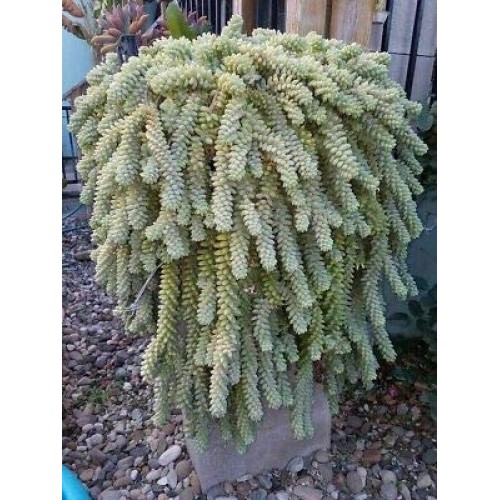 Donkey Tail Succulents 10 Pieces Cuttings Rare legendary-yes