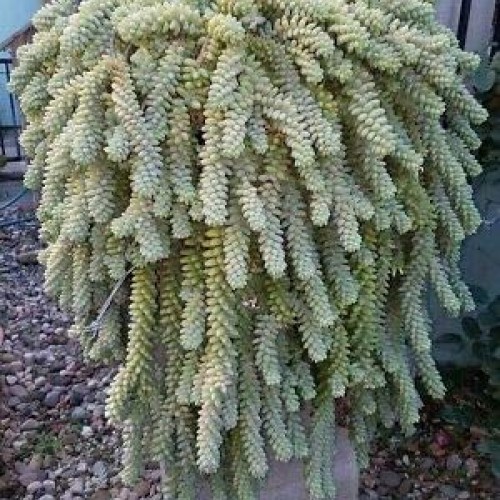 Donkey Tail Succulents 10 Pieces Cuttings Rare legendary-yes