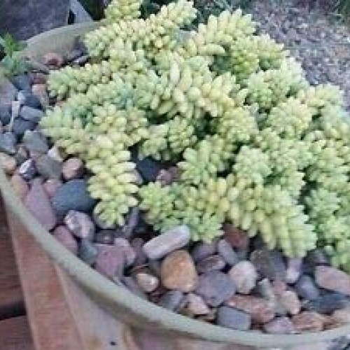 Donkey Tail Succulents 10 Pieces Cuttings Rare legendary-yes