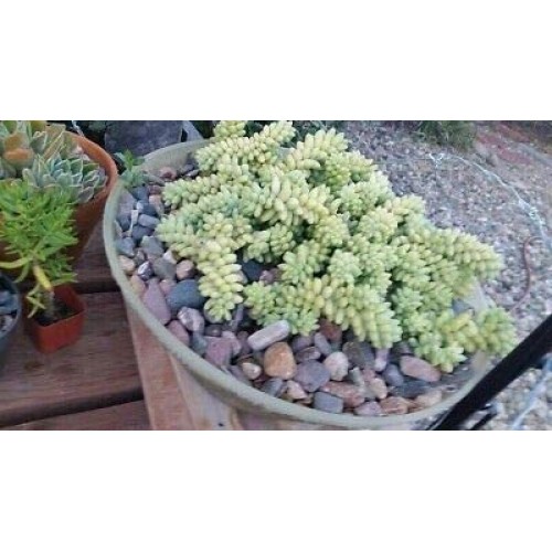 Donkey Tail Succulents 10 Pieces Cuttings Rare legendary-yes