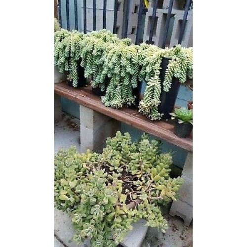 Donkey Tail Succulents 10 Pieces Cuttings Rare legendary-yes