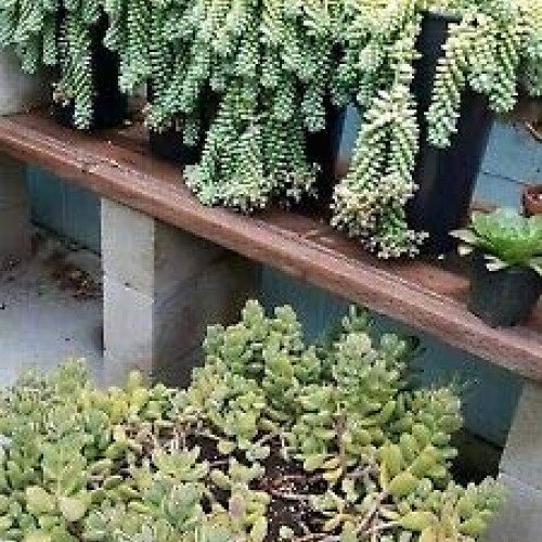 Donkey Tail Succulents 10 Pieces Cuttings Rare legendary-yes