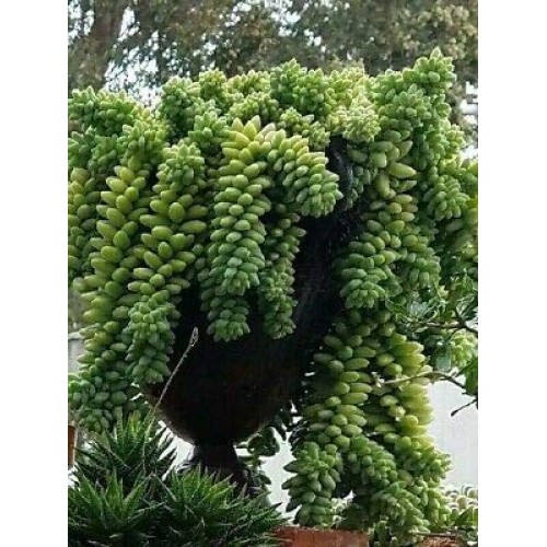 Donkey Tail Succulents 10 Pieces Cuttings Rare legendary-yes