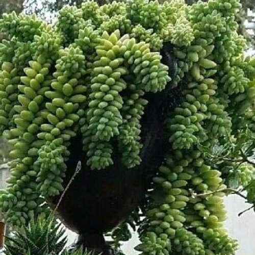 Donkey Tail Succulents 10 Pieces Cuttings Rare legendary-yes