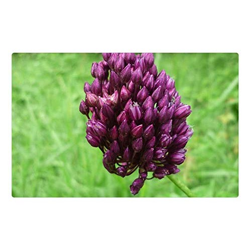 LESGAULEST Doormat Floor Rug/Mat 23.6 x 15.7 inch - Leek Wild Pl...