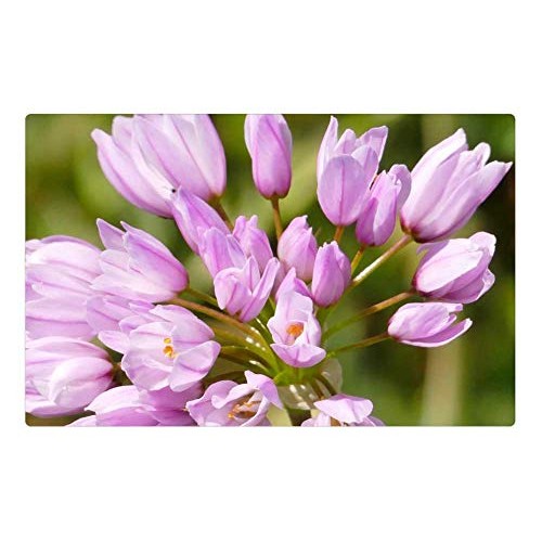 LESGAULEST Doormat Floor Rug/Mat 23.6 x 15.7 inch - Wild Flower ...