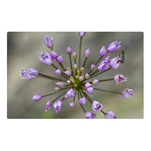 LESGAULEST Doormat Floor Rug/Mat 23.6 x 15.7 inch - Wild Leek Pu...